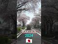 #shorts As famosas SAKURAS do Japão as cerejeiras