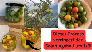 Wohin Mit Den Grünen Tomaten? Nicht Wegwerfen
