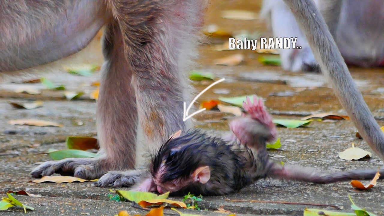Tiny baby monkey RANDY walks p-o-o-r-ly with shaking step, Mother RANY no care for baby walk nonstop