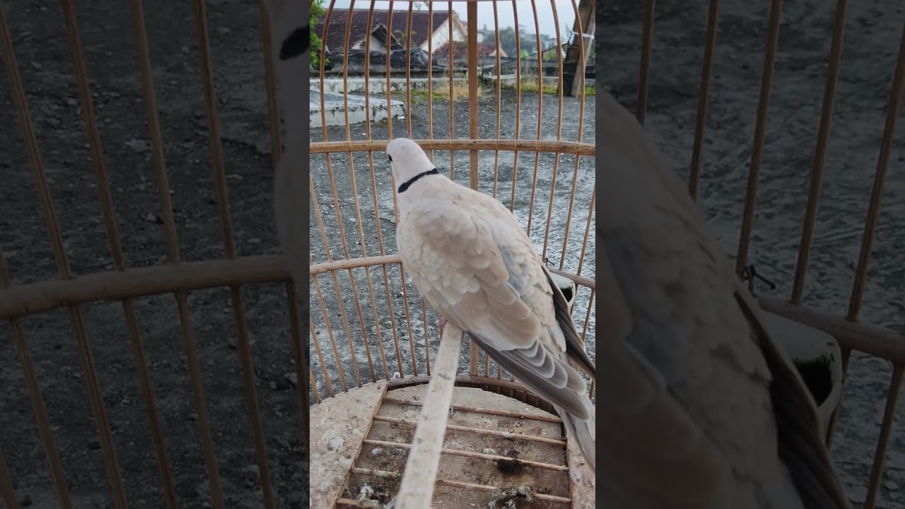 Suara burung perkutut gacor