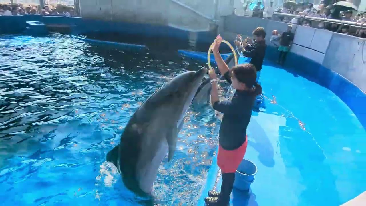 イルカのパフォーマンス2F屋外イルカプール