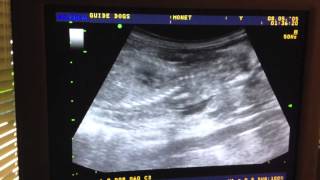 can my dog eat before an ultrasound