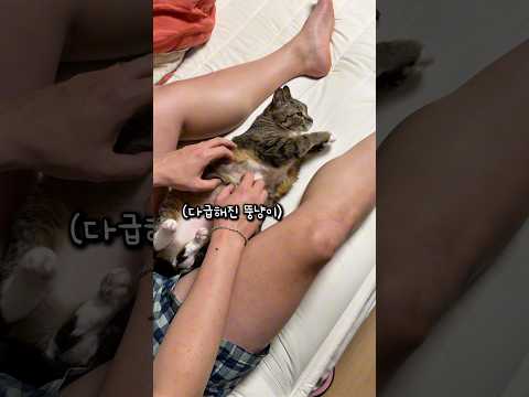 윗몸일으키기 하는 고양이