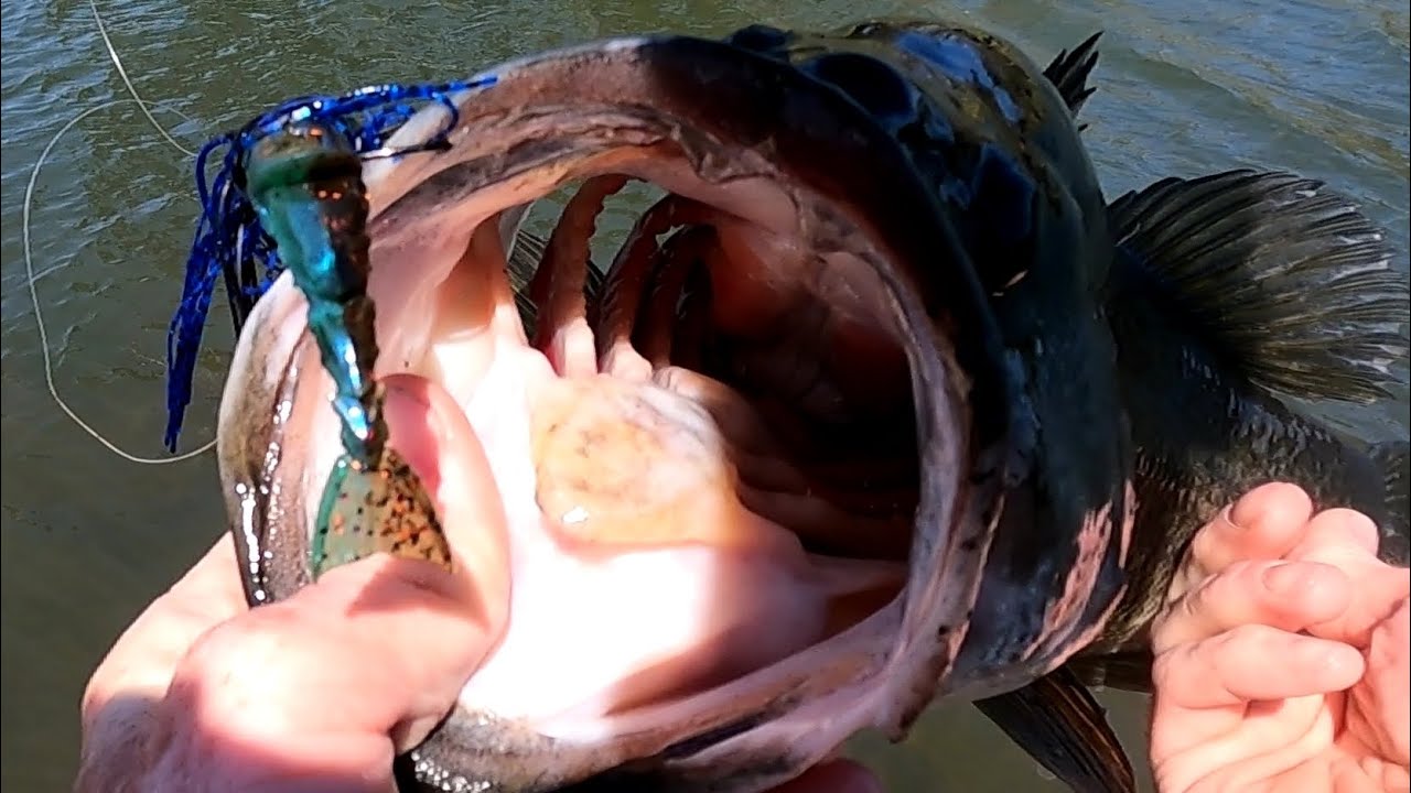 Testing new traps and chatterbaits for BIG bass!        #zman  #6thsense