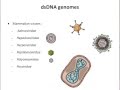 Virology 2013 Lecture #3 - Genomes and genetics