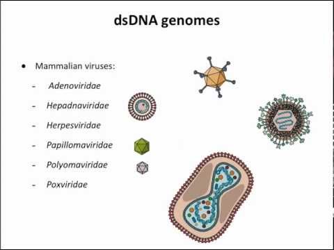 Virology 2013 Lecture