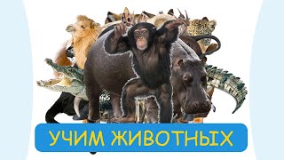 Учим животных Для детей