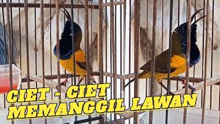 Pancingan Sogon - Ciet-ciet memanggil lawan‼️