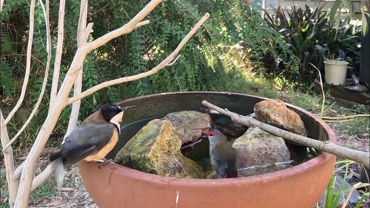 WHEN CUTE BIRDS ATTACK! A Finch gets bullied by a Spinebill at the birdbath!