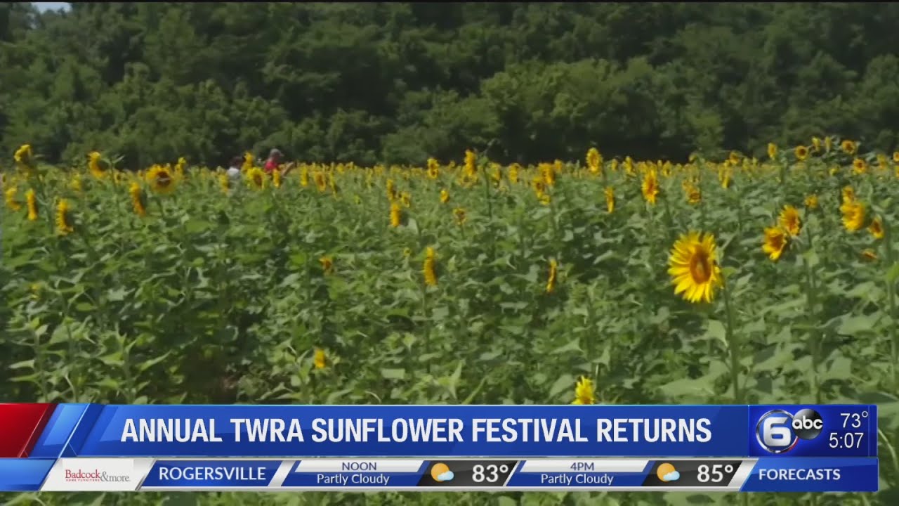 Sunflower Festival returning to East Tennessee YouTube