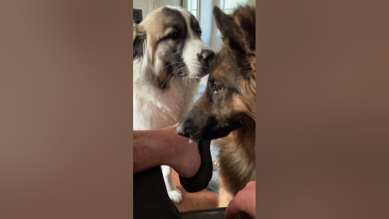 Does your Great Pyrenees like to do this ? YouTube