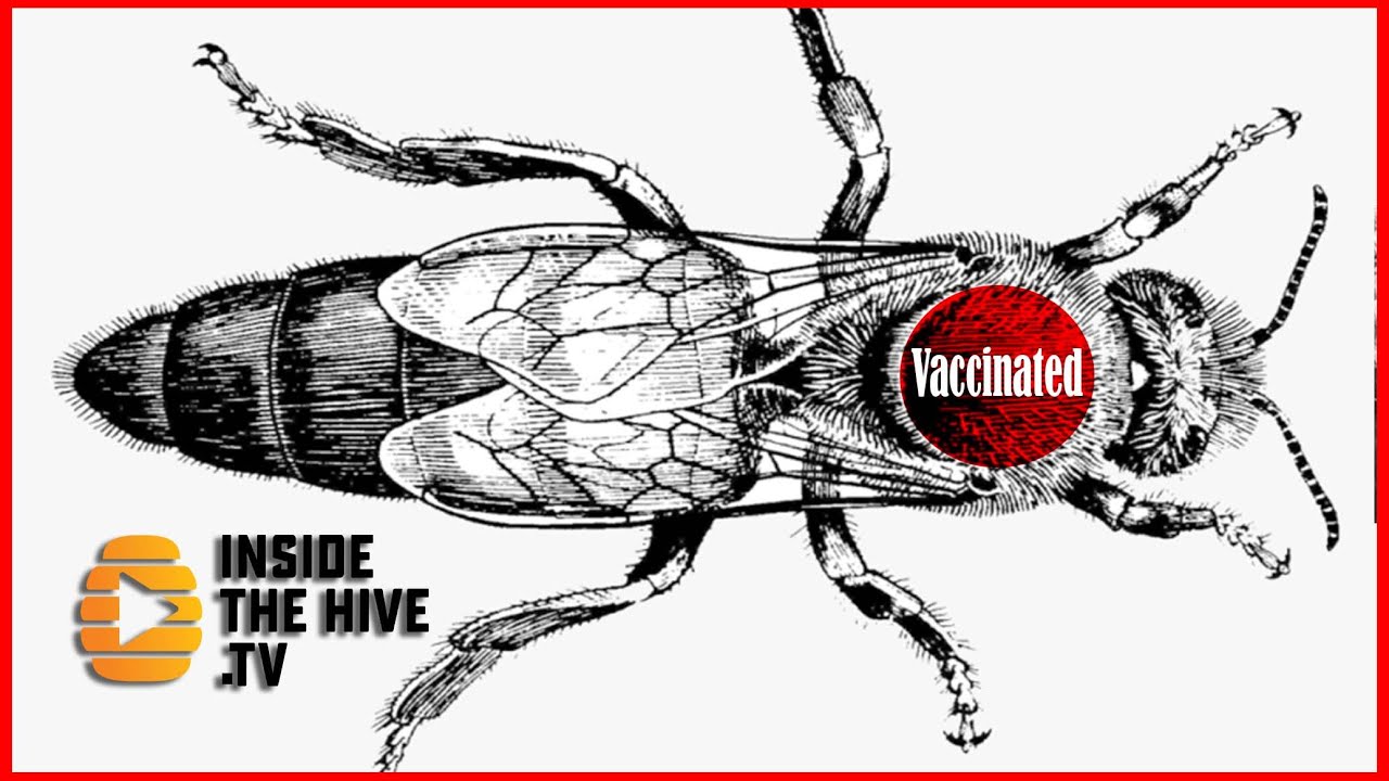 Honey bee queens vaccinate the young bees naturally