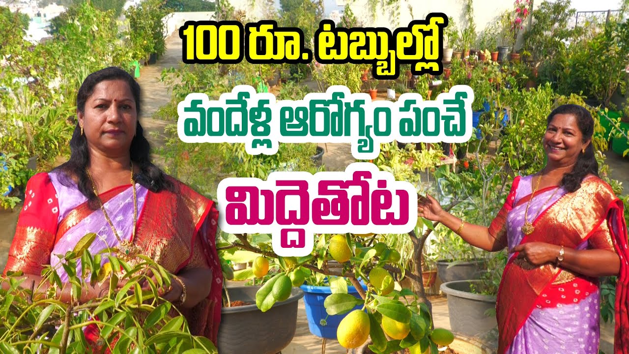 10 ఏళ్ల మిద్దెతోట.. ఎన్నో ప్రత్యేకతలు | Kalyani Terrace Garden