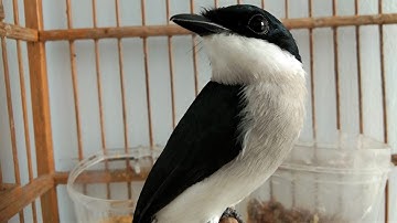 Pancingan Ampuh Burung JingJing Batu Bahan Di Jamin Langsung Nyaut