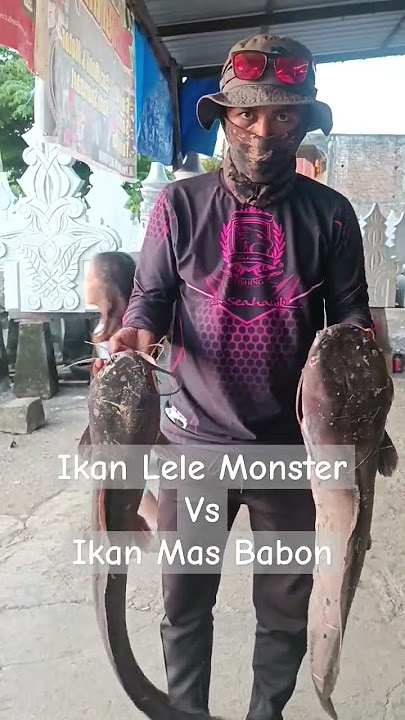 Ikan Lele Monster, 12kg dan 9kg. mancing Harian Joss.
