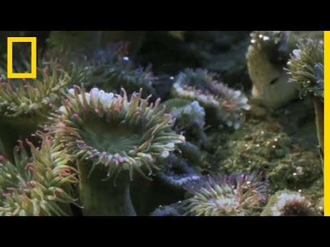 Vídeo: Les anemones lluiten entre elles?