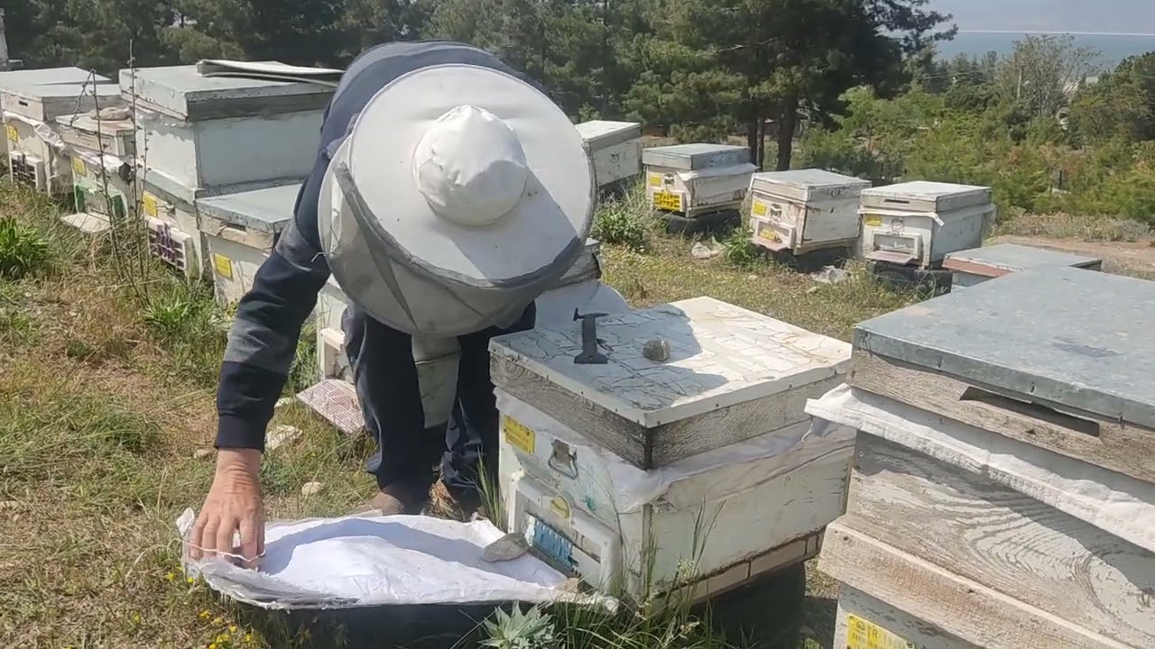 Arıyı güçlendirmek, Zayıf kalmış arıya destek vermek, Arı silkelemek, Çıta vermek