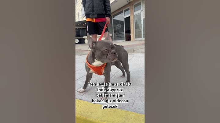 Yeni evladımız 28 inde bizimle olacak bakamamışlar bakacağız #frenchbulldog #freefire #french