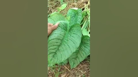 Tanaman hutan Homalomena Sp. Sumut
