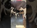 #animals #dairyherd #cowlover #brarandsandhudairyfarm