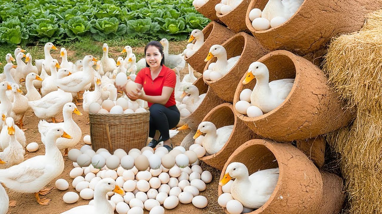 TIMELAPSE -- Harvest 200Kg Giant Forest Duck & Rare Duck Egg, Cook Spicy Soup | Phương Havest
