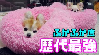 チワワ達に歴代最強を誇るフカフカベッド買ったら興奮した老犬がえらいことにｗ【犬用ベッド】