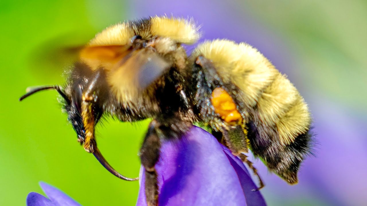 Macro Photography Secrets: Beautiful Bees, Butterflies & Insects