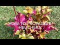 How to Propagate Heuchera, How to Take Cuttings of Heuchera, Gardening, U.K.