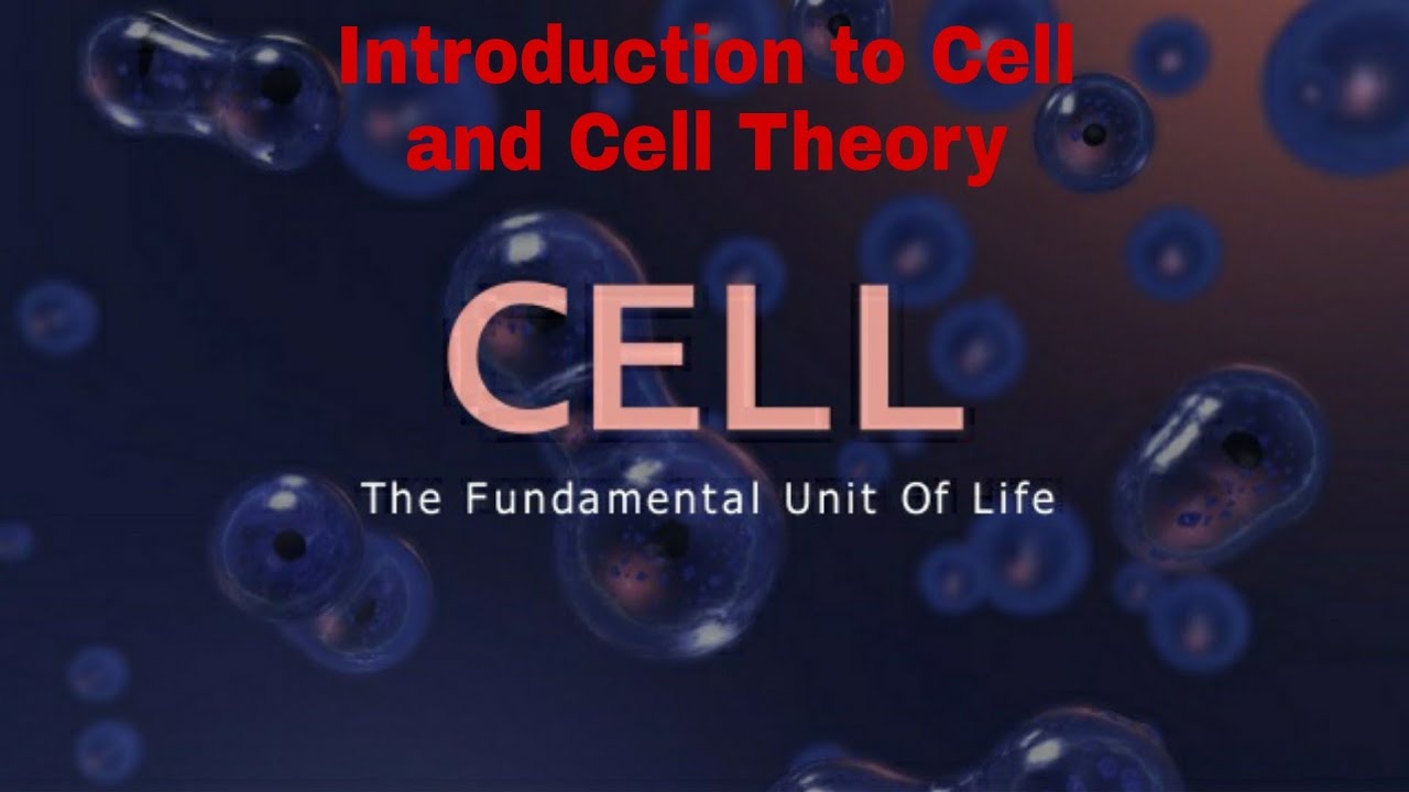 Human Cell in Hindi The Fundamental Unit Of Life Organelles Structure Functions in Hindi
