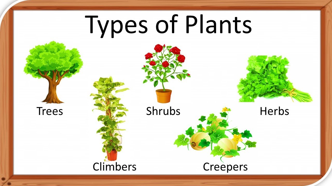 different uses of trees