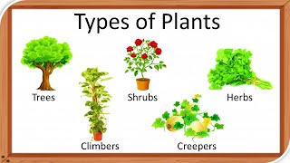 Types of plants | Types of plants for kids | herbs | Climbers | Different types of of tree | Shrubs