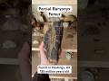 Baryonyx Fossil