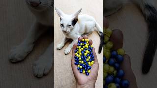 Beads & Cat Asmr Magic