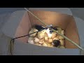 How to make a home incubator at home from a paper box