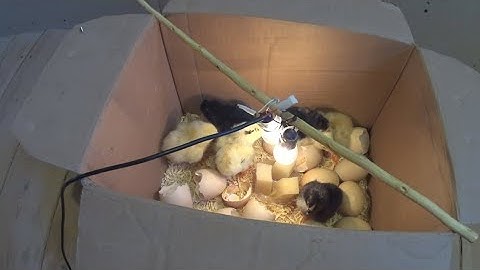 How to make a home incubator at home from a paper box