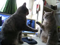 Cute Cats playing Wing Chun Sticky Hands!