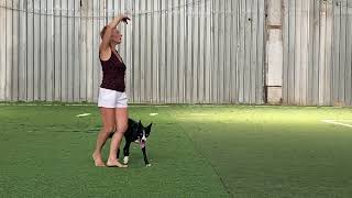 видео: Танцы с собаками Dog dance Тимошина Светлана & Брина. Танец картинка: Танцы с собаками Dog dance Тимошина Светлана & Брина. Танец