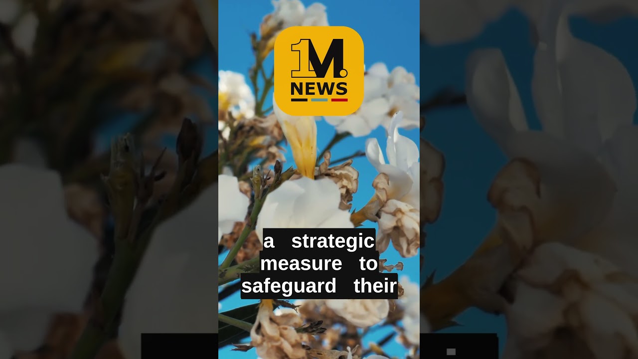 Papua New Guinea and Australia Forge Key Defence Treaty | 1m.news - for a global perspective