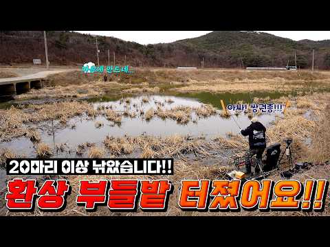미친 부들과 갈대속에서 알자리 찾는 붕어들 붕어 산란장이 여기구나 짬낚에 20마리 접수 낚시꾼이라면 절대 못지나치는 포인트 김제에서 보령까지 전북과 충남을 접수