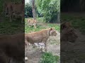 Loiness and Leopard at Dublin Zoo #ytshorts #ytviral #dublinzoo #lion #animals #bigcat #wildlife