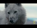 The Search (Full Episode) | Kingdom of the White Wolf | Nat Geo Animals