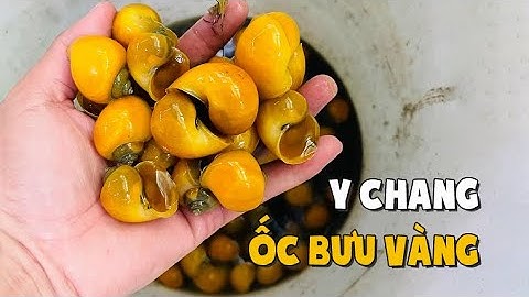 Ốc táo vàng thủy sinh có ăn được không?