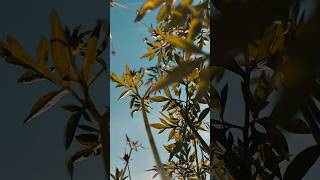 Vidio cinematik #vidiocinematic #transisi #vidioviral