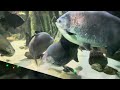 Living With A 13 ft Snake: The Green Anaconda 🐍 Acuario Michin Guadalajara Aquarium