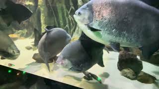 Living With A 13 ft Snake: The Green Anaconda 🐍 Acuario Michin Guadalajara Aquarium 