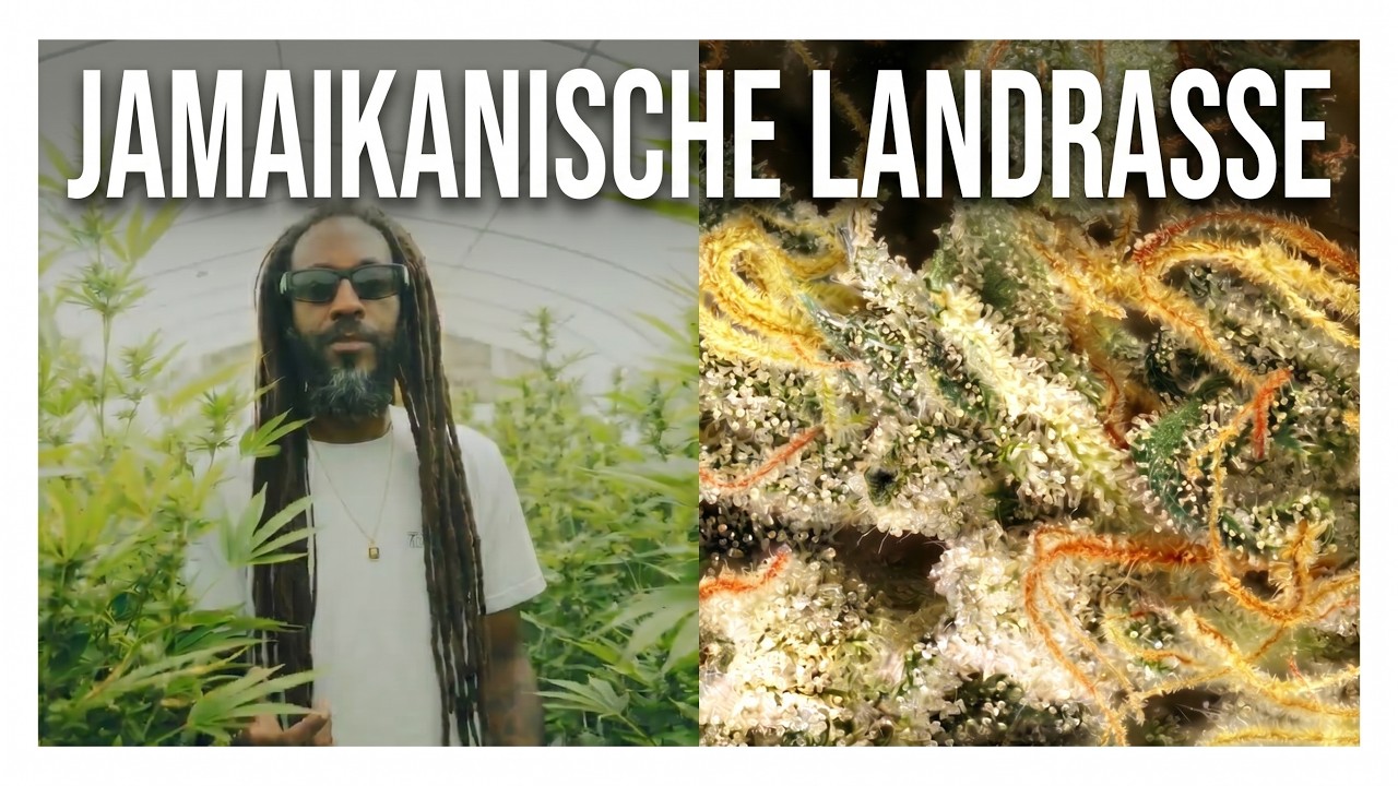 Jamaikanische Sativa Landrasse vom Samen zur Ernte