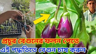 12 মাস রোগমুক্ত বেগুন পেতে গ্রাফটিং পদ্ধতিতে চাষ করুন।।Brinjal cultivation।। begun chas।।