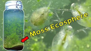 Aquatic Moss Ecosphere - 1 Month Update! (Christmas Moss / Vesicularia montagnei)