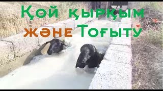 Қой қырқым және Тоғыту Көруге тұрарлық.