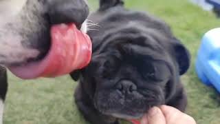 2024年5月15日 by pug boston terrier bros. 65 views 6 days ago 2 minutes, 17 seconds